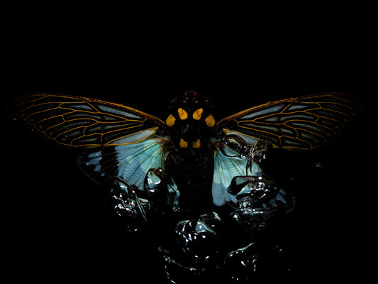 Watercolor Waters: Flying Beetles in Ethical Harmony