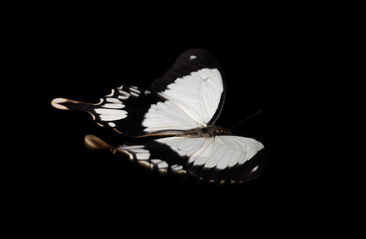 Vanishing Wings: Butterfly Breeding in Liquid Time