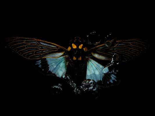 Balletic Beetles: Underwater Elegance and Eco-Consciousness