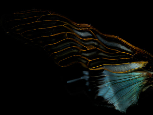 Mortality's Mirror: Ethical Beetle Ballet in Water