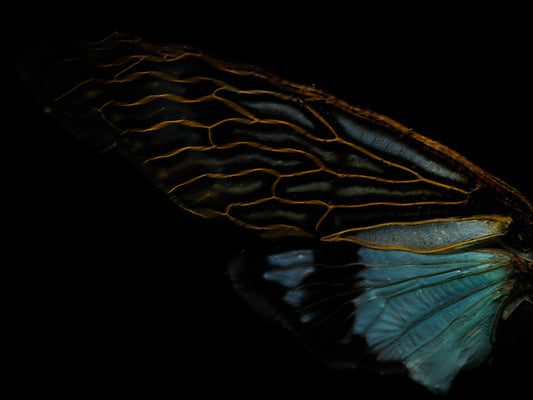 Ephemeral Echoes: Underwater Ballet of Flying Beetles