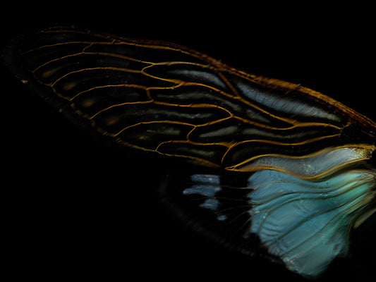 Ethical way to reveal Beetle Beauty Unveiled