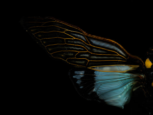 Water's Veil: Beetle Ballet in Reflection and Remembrance