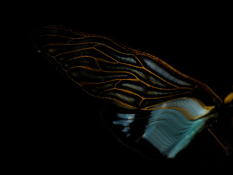 Reflective Rhythms: Ethical Beetle Ballet Below the Surface