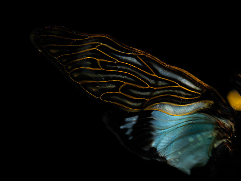 rich insect wing colours revealed in water