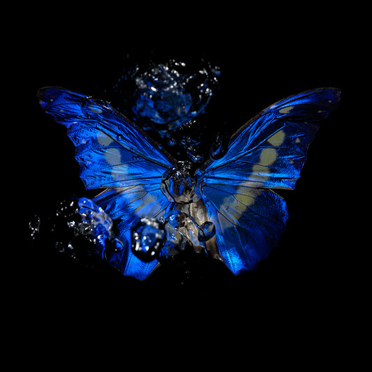 Blue Morpho Rhetenor Helena a very rare species documented in an art series underwater