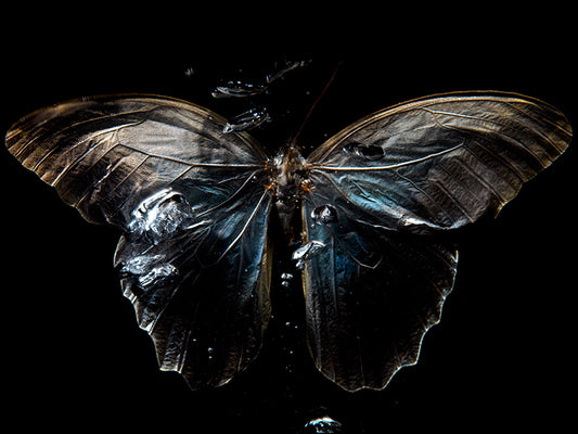 Underwater Ballet: Ethereal Butterfly Photography Collection