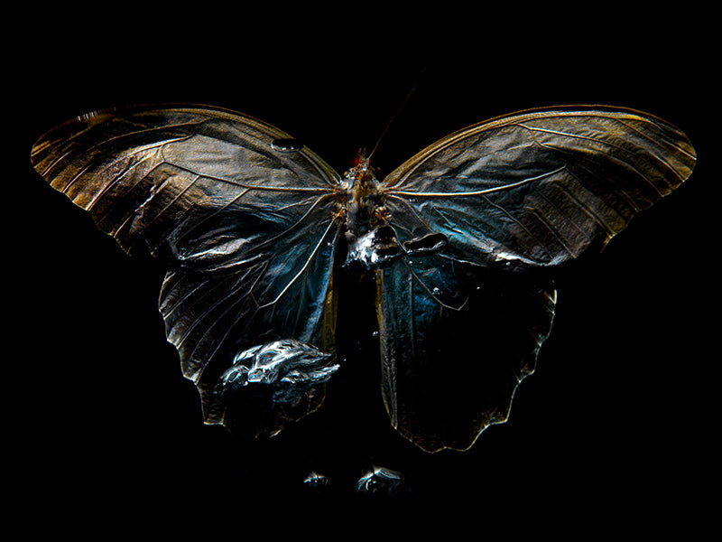 Aqua Elegance: Breathing Life into Butterfly Art
