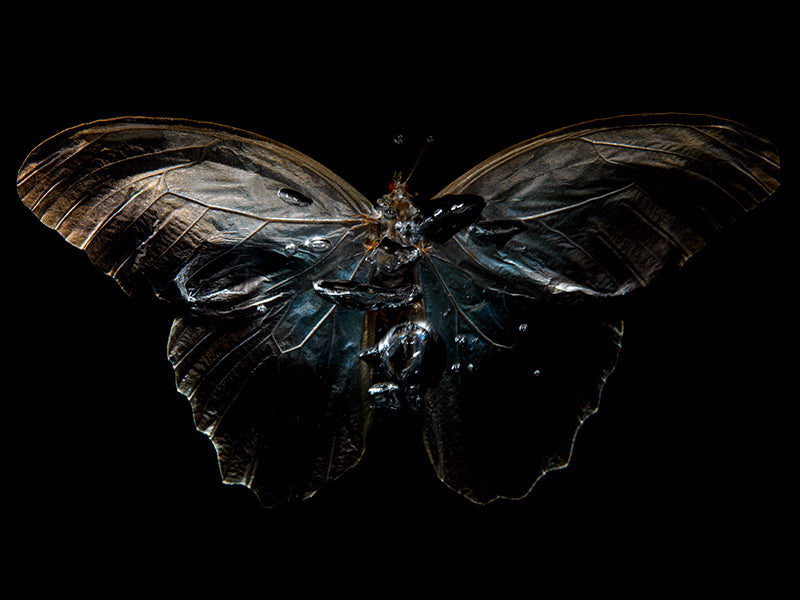 Vanitas Redux: Capturing Fleeting Beauty Below the Surface