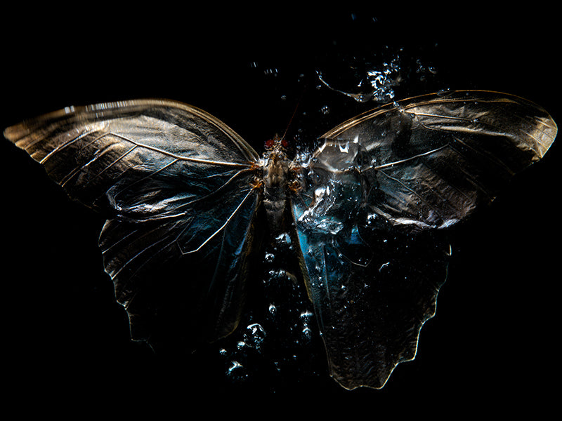 Breeding Beauty: Underwater Photography of Life's Dance
