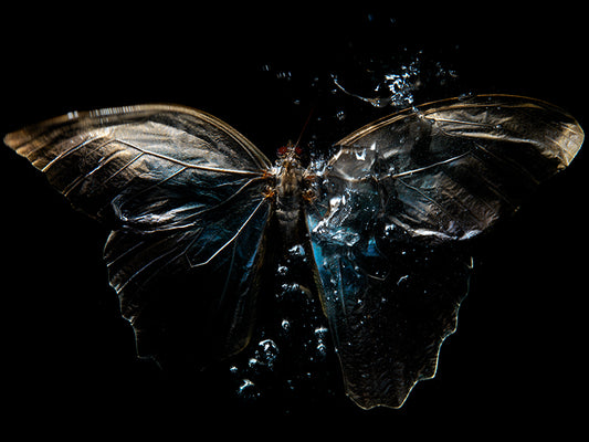 Breeding Beauty: Underwater Photography of Life's Dance