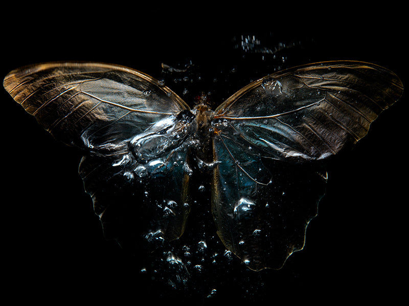 Reflections on Life: Tragic Beauty in Underwater Art