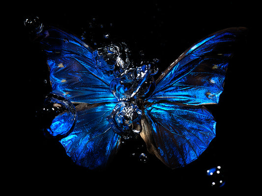 Ephemeral Elegance: Underwater Butterfly Photography Art
