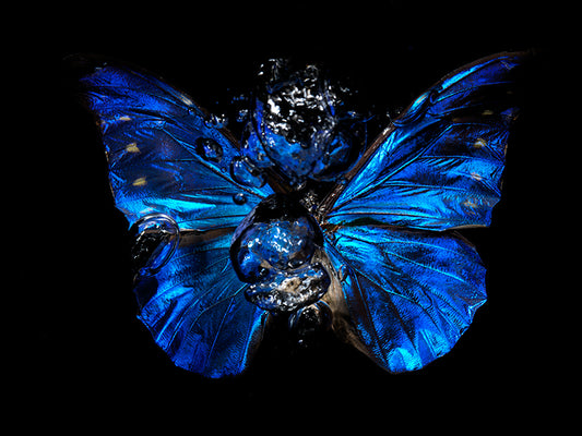 Aqueous Dreams: The Artistry of Breeding Butterflies