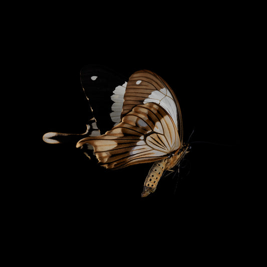 Submerged Serenade: Butterfly Breeding in Liquid Beauty