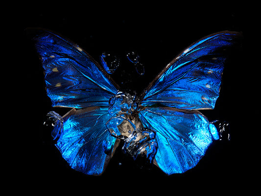 Underwater Vanitas: Reflections on Life's Fleeting Beauty