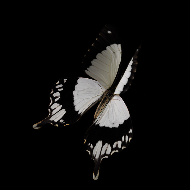 Watercolor Wings Underwater Photography of Fleeting Life