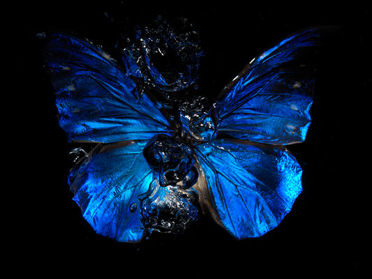 Waterborne Wings: The Tragic Beauty of Butterfly Art