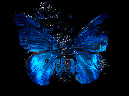 Vanishing Beauty: Life's Dance in Underwater Art