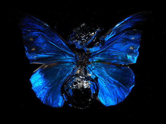 Breathless Beauty: Underwater Butterfly Art Collection