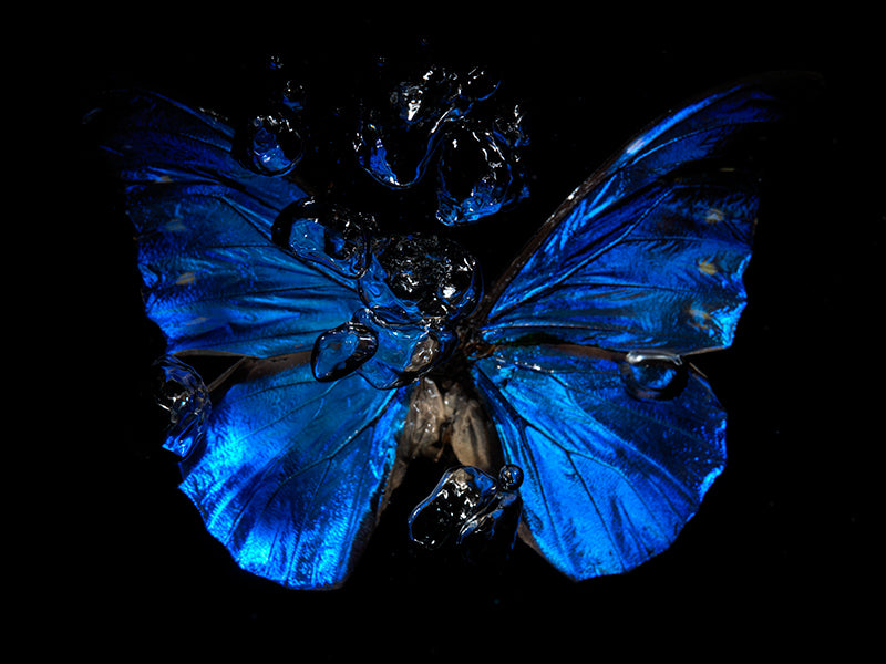 Watercolor Whispers: The Tragedy of Butterfly Life