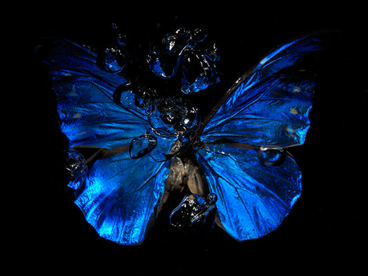 Watercolor Whispers: The Tragedy of Butterfly Life