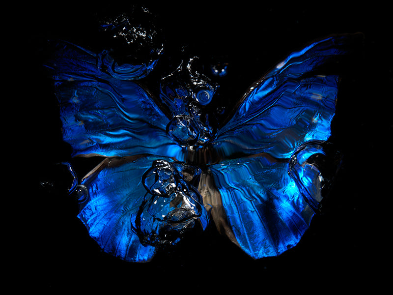 Aqua Allegro: Underwater Ballet of Butterfly Grace