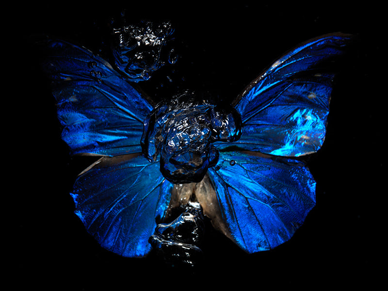 Fluid Phantasm: Life's Ballet Beneath the Waves