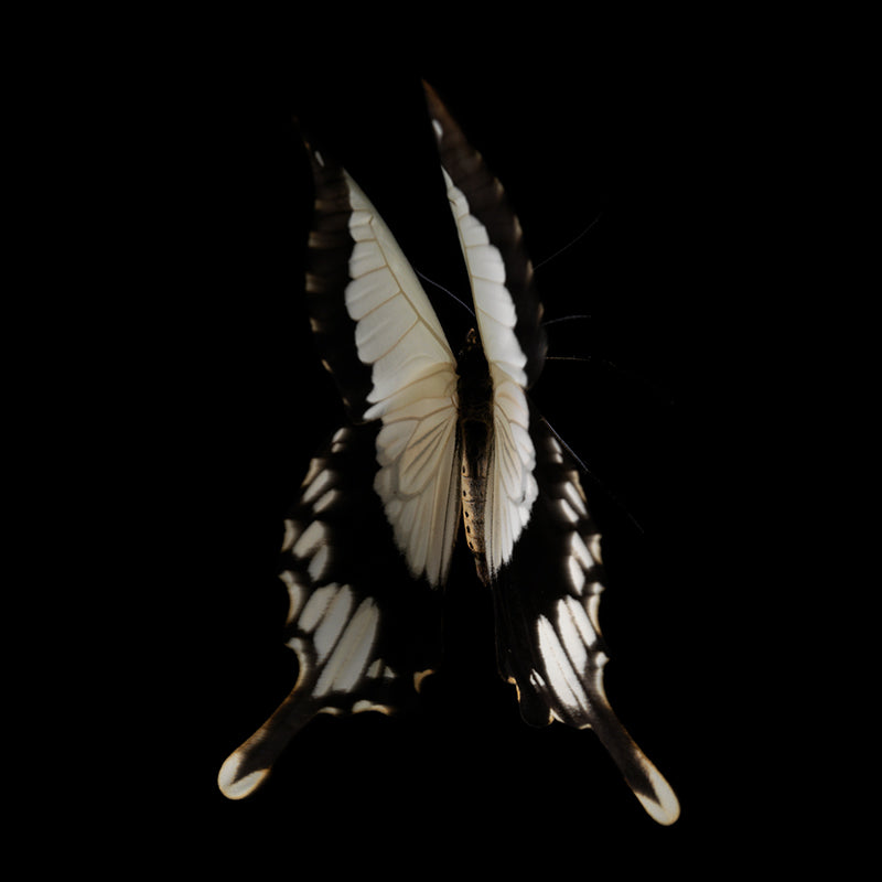 Fluidic Flutter Underwater Butterfly Breeding Series