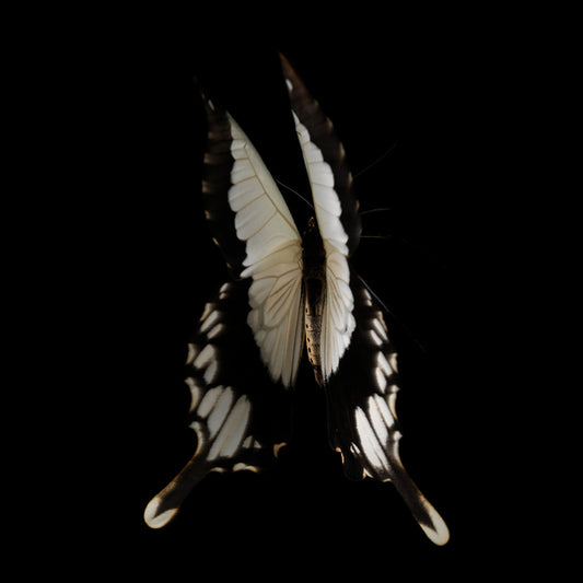 Fluidic Flutter Underwater Butterfly Breeding Series