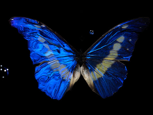 Watercolor Whirl: Capturing Butterfly Ephemera