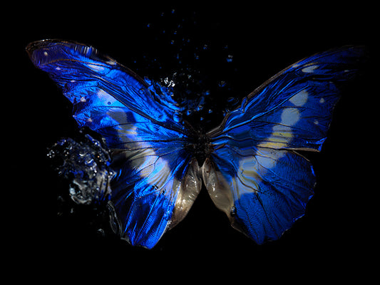 Vanishing Symphony: Underwater Ballet of Life