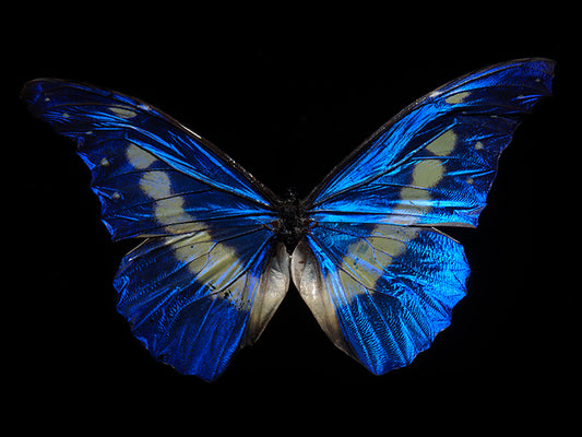 Fluid Dreams: Butterfly Ballet Below the Waves