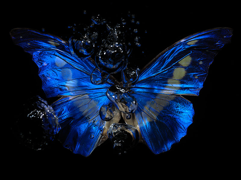Waves of Life: The Tragic Beauty of Underwater Art"
