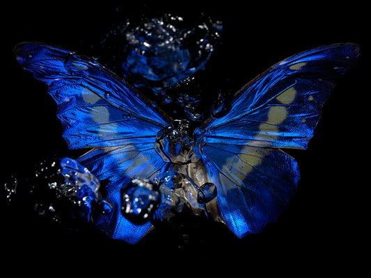 Aqua Arboretum: Life's Dance in Butterfly Ballet