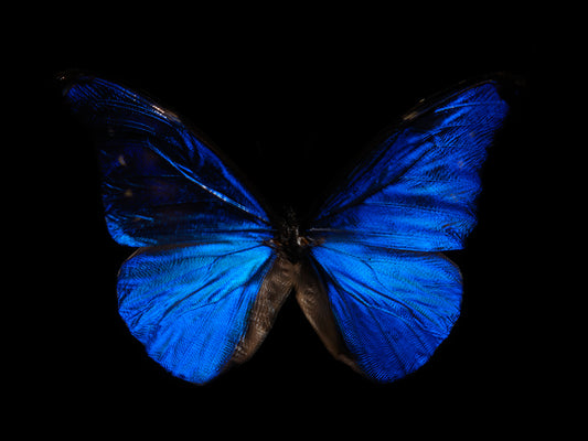 Breeding Tragedy: Underwater Ballet of Butterfly Art