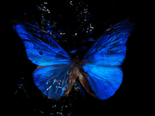 Tears in the Water: Life's Tragic Ballet Below