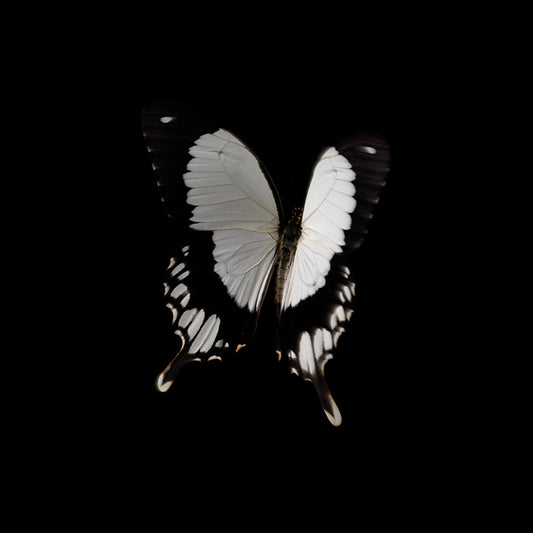 Ephemeral Whispers: Life and Mortality in Liquid Art