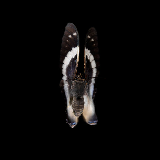Vanishing Flight: Underwater Photography of Butterfly Breeding