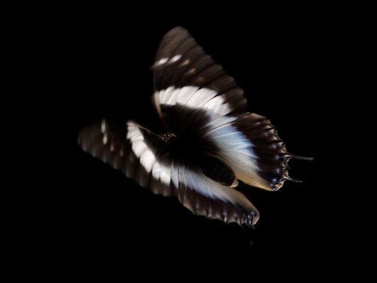Submerged Symphony: Butterfly Breeding in Liquid Eternity