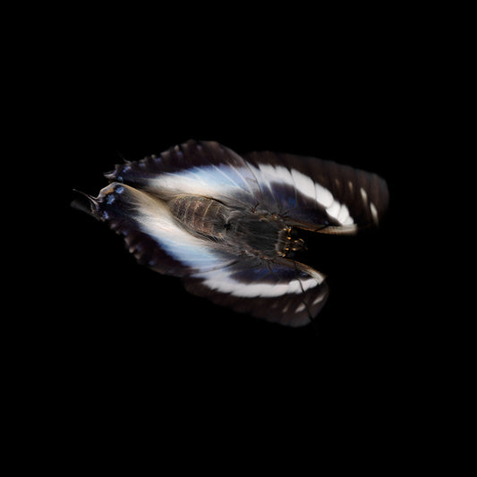 Aqueous Essence: Underwater Photography of Life's Transience