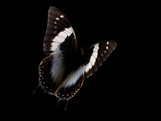 Liquid Lullaby: Butterfly Breeding in Artistic Reflection