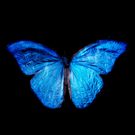 Rare Butterfly Elegance: Analog Film Vanitas Photography in Black Water
