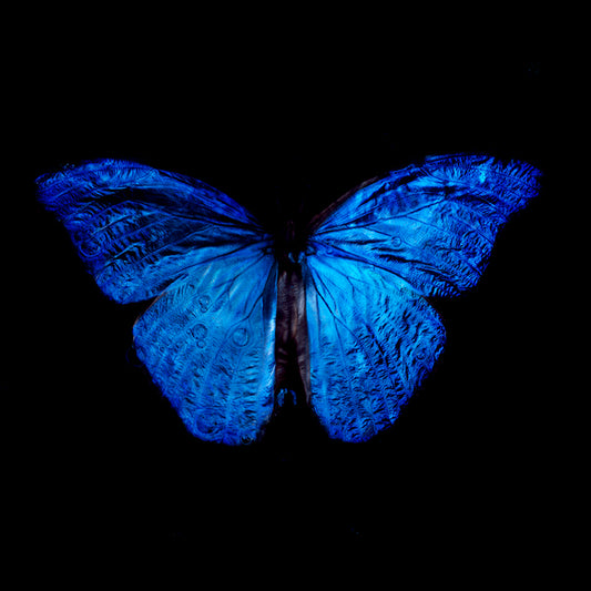 Contemporary Dance of Life: Vanitas Art with Blue Winged Butterfly