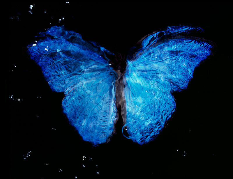 Rare Blue Wings: Studio-Bred Butterfly Dance in Black Underwater