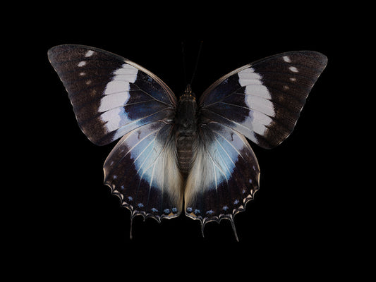 Waterborne Wings: Underwater Photography of Ethereal Beauty