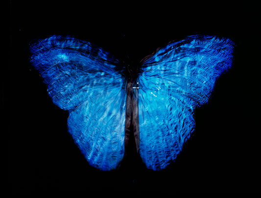 Modern Day Beauty: Rare Butterfly in Analog Film Vanitas