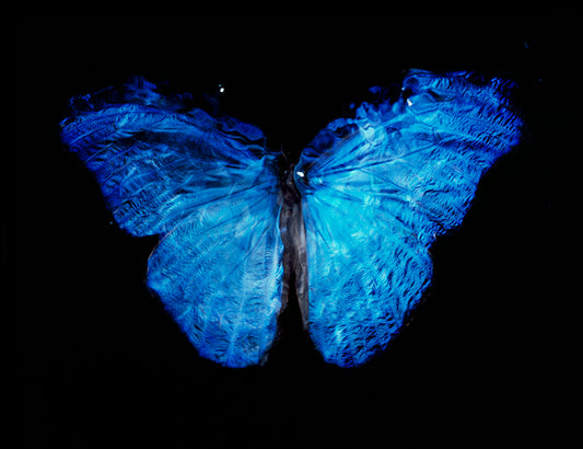 Underwater Dance of Life: Vanitas Art with Blue Winged Butterfly