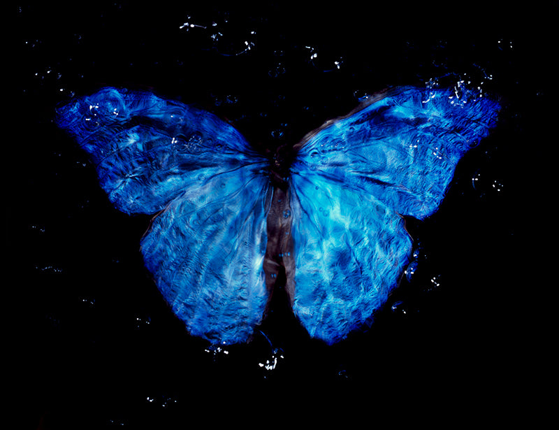 Parent and Offspring Symphony: Analog Film Vanitas in Black Water