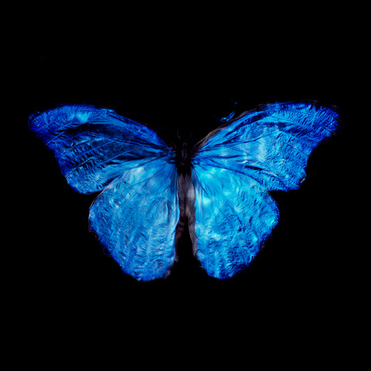 Rare Butterfly Magic: Contemporary Vanitas Photography on Analog Film